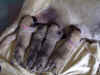 4-Puppies.jpg (24526 bytes)