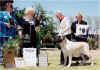Angel - 2004 Specialty - Best Veteran - AOM.jpg (65472 bytes)