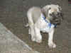 Blue-7 Wks-1.jpg (114938 bytes)