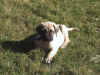 Blue-7 Wks-2.jpg (161815 bytes)