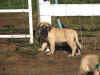 Blue-7 Wks-3.jpg (131486 bytes)