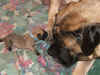 Blue - 1 Day Old - 2.jpg (90535 bytes)