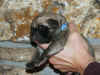 Blue - 1 Day Old - 3.jpg (118016 bytes)