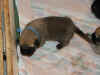 Blue - 1 Week Old - 1.jpg (126633 bytes)