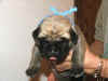 Blue - 1 Week Old - 3.jpg (142316 bytes)