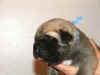 Blue - 1 Week Old - 4.jpg (117871 bytes)