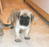 Blue - 5 Weeks Old - 1.jpg (100646 bytes)
