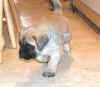 Blue - 5 Weeks Old - 2.jpg (109103 bytes)