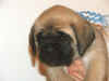 Blue - 5 Weeks Old - 4.jpg (118789 bytes)