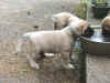 Blue - 6 Weeks Old - 2.jpg (165612 bytes)