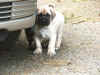 Blue - 6 Weeks Old - 3.jpg (154953 bytes)