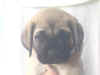 Blue - 6 Wks - 2.jpg (18031 bytes)