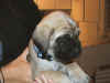 Blue boy 5wks 1.JPG (107776 bytes)