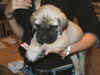 Blue boy 5wks 3.JPG (116204 bytes)