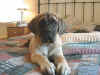 Claire_closeup_bed_16wks.JPG (113063 bytes)