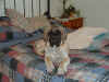 Claireonbed16wks.JPG (123048 bytes)