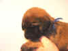 DarkBlue-3Wks-2.jpg (103420 bytes)