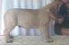 Dk Rainbow - 6 Wks - 3.jpg (21263 bytes)
