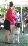 Erika - Junior Showmanship 1.jpg (19512 bytes)