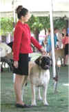 Erika - Junior Showmanship 2.jpg (19417 bytes)