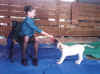 Erika and Legend Tug-A-War.jpg (80146 bytes)