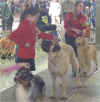 Erika in Ring - Mar 29, 2002 - Syracuse - 1.JPG (56381 bytes)