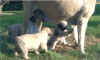 Feeding Time-02.JPG (61222 bytes)