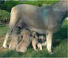 Feeding Time-04.JPG (49465 bytes)