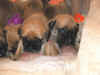 GirlPups-2Wks-1.jpg (118723 bytes)