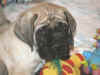 Green-7 Wks-2.jpg (110486 bytes)