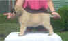 Jul 28, Pink-06.JPG (28955 bytes)
