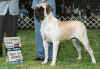 Kizzy - New Champ.jpg (86021 bytes)
