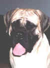 Legend - Headshot - Sept 2002.jpg (28993 bytes)