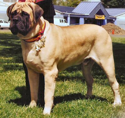 Marcy mountain sale mastiffs