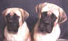 Legend and Bubbles.jpg (79476 bytes)