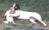 Legend and Marcy Playing.jpg (88226 bytes)
