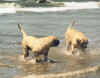 Legend and Rainbow - Beach Fun 5.jpg (53500 bytes)