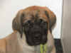 Lime Green-7 Wks-2.jpg (92613 bytes)