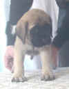 Lt Blue - 6 Wks - 4.jpg (25179 bytes)