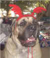 Marcy - Xmas 2001.jpg (12741 bytes)