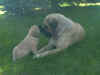 Marcy and Puppy.jpg (28855 bytes)