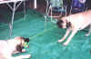 Marcy and Sierra Tug-A-War.jpg (87010 bytes)