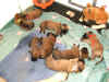 OSO-T-Pups-2Wks-2.jpg (143348 bytes)