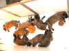 OSO-T-Pups-2Wks-3.jpg (110419 bytes)