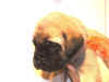 Orange-3Wks-1.JPG (103893 bytes)