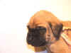 Pink-3Wks-1.JPG (87000 bytes)
