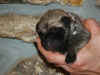 Pink - 1 Day Old - 2.jpg (108999 bytes)