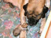 Pink - 1 Day Old - 3.jpg (138543 bytes)