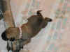 Pink - 1 Week Old - 1.jpg (131906 bytes)