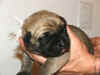 Pink - 1 Week Old - 3.jpg (115849 bytes)